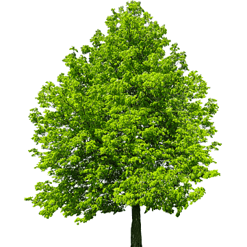 Дерево